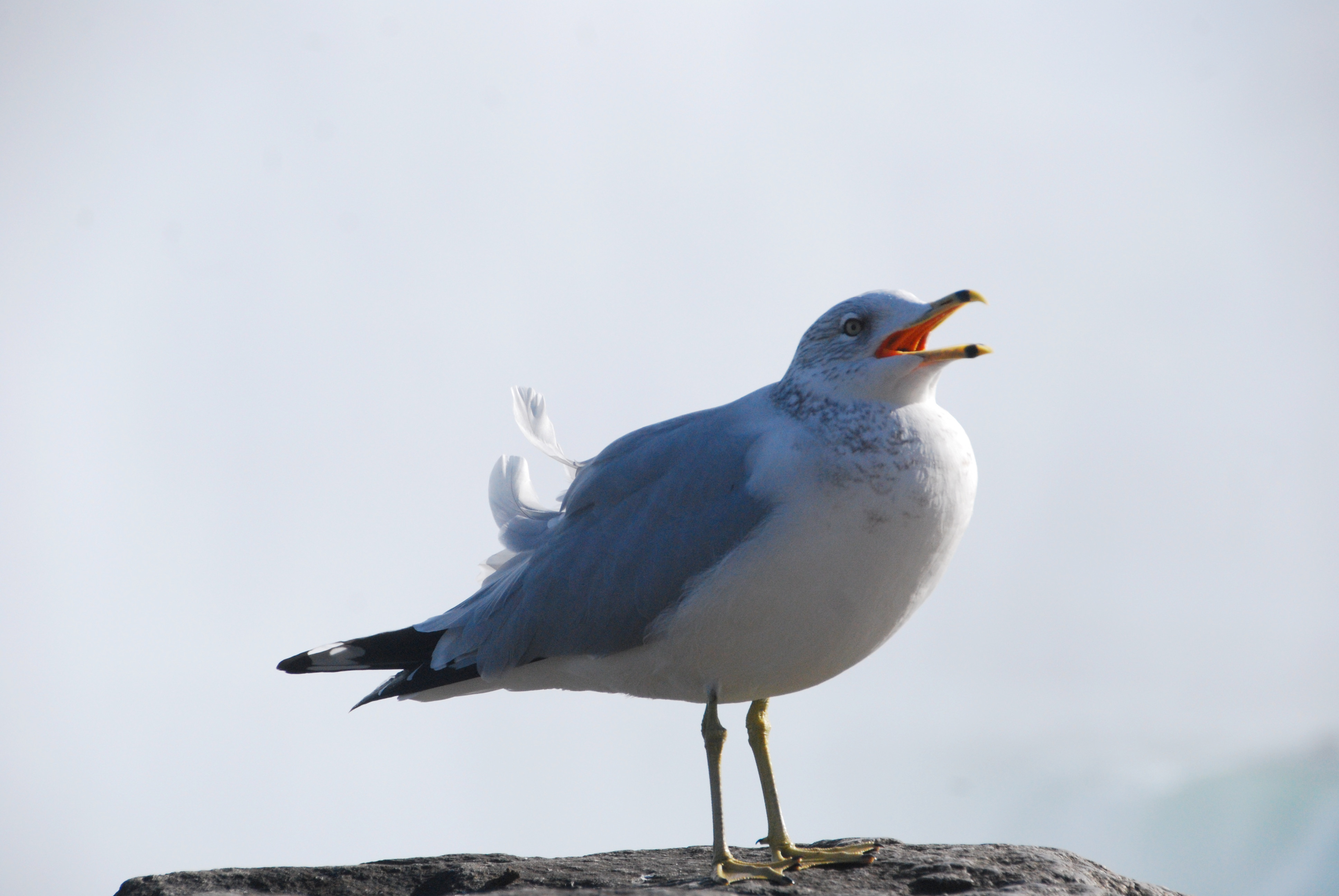 Ring Billed Gull