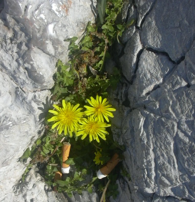 The Flowery Ashtray